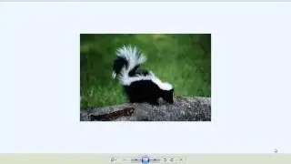 это скурс наш друг