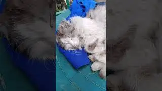 Лохматый #кот #мурзик #хозяйство #shorts
