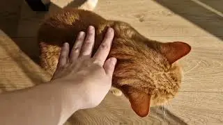 morning chomnk