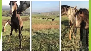 Знакомство Марселя с табуном. 242
