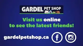 Pet Talk - Lovebirds