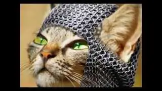 Лучшие коты в Мире.Прикол