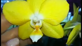 ORCHIDS OF MARYA VASILIEVNA ❣️❣️❣️❤️😍👍