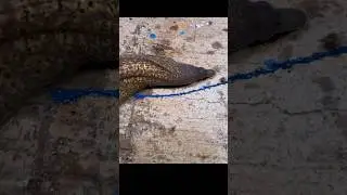 La murena