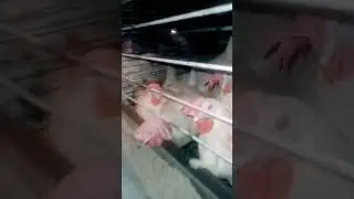 Layer #poultry #poultryfarming #shorts #viral
