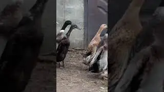 Индийский бегунок)) 🙂