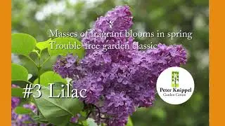 PKGC Top 5 Shrubs for Sun
