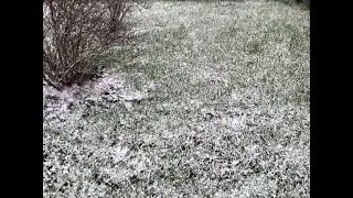 Майский снегопад...