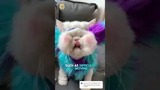 Cat gaining weight ? What to do? 