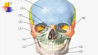 osteology of skull part II Sept 2010