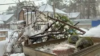 Почему синицы сегодня ползают на брюхе/Why are poor tits crawling on the feeder today