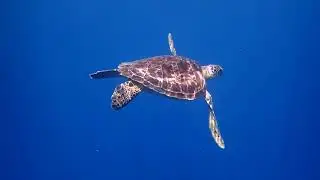 MY TURTLE DAPPLED IN SUNLIGHT