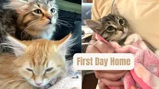 Siberian Kittens' First Day Home