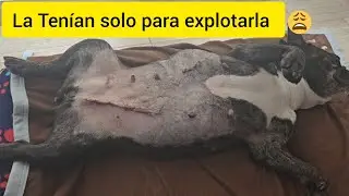 La tenían solo para explotarla 😔