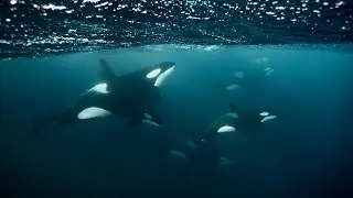 Norway Orca Expedition | promo film