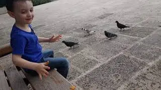 Ваха и Чайка