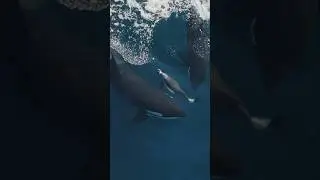 Orcas can be chilling to watch! #orca #dolphin