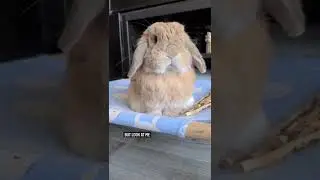 Bunny Pooped On The Floor Today🤣 | Cutest Pet On Internet #shorts #rabbit #pets | Paws and Fur