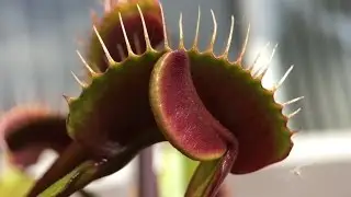 FTS Maroon Monster Venus Flytraps!