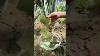 풀 한 송이 꽃 한 세상 콰이수 핫스팟을 나누는 알로에 베라 페이셜 마스크