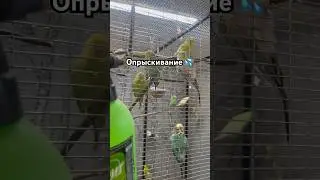 Купание попугаев 💦🦜