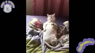 Музыкальный Кот