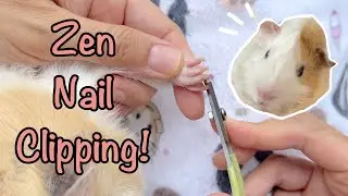 Guinea Pig Nail Clipping Doesn’t Have to Be Stressful!