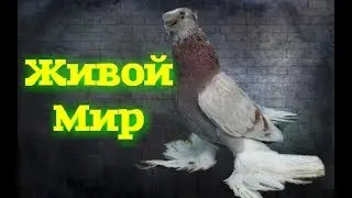 УЗБЕКСКИЕ СТАРОПОРОДНЫЕ БОЙНЫЕ ГОЛУБИ