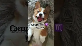 Какая порода собак подходит тебе по гороскопу.