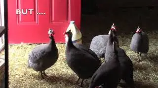 Guinea Fowl Chicks Dilemma!