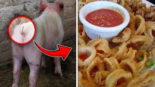Top 10 Most Bizarre Foods From Around The Globe