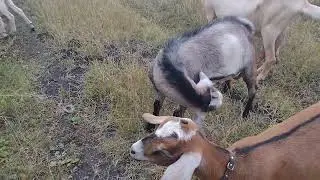 Козлики на продажу