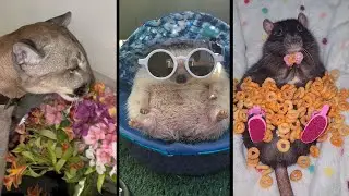 Cute and funny ANIMALS🐯Videos🔶 Сompilation  # 5🔶