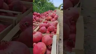 GIGANT ANOR KOʻCHATLARI KUZ MAVSUMIGA TAYOR XOLATDA ZAKAS OLISHNI BOSHLADIK #uzbekistan