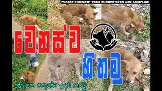 Let's think differently, feed the needy animals #animals  #dog #dogs #religion #religi #india #dog