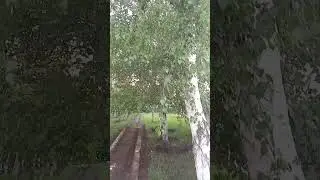 ОЙ БЕЛАЯ БЕРЁЗОНЬКА....