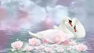 Одинокий лебедь