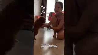 Игривая Боня! 🐾Той пудель веселится!!!