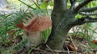 Funghi porcini /King bolete - Come with me to discover the forest treasures