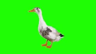 duck green screen animation