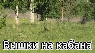 Boar hunting towers