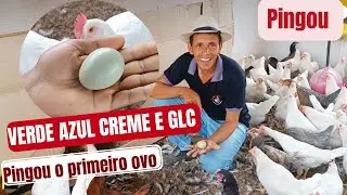 THE FIRST EGG OF THE GREEN, BLUE, GLC AND NOVOGEN TINTED LAYING HENS HAS DROPPED.
