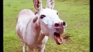 O burro que canta(será verdade....?)