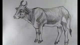 How to Draw a  cow with pencil step by step very easy
