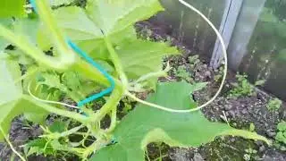 Наша теплица VID 20190529 WA0005
