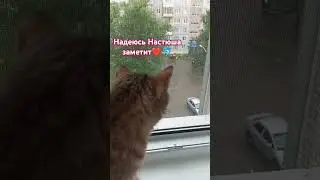 #настякош #котики