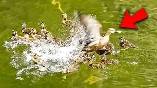 A strong mother duck saves her ducklings from danger