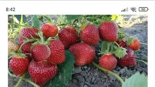 Клубника🍓сорт "Сенсация" и несанкционированое поедание🙈. Принимаю заявки на рассаду.
