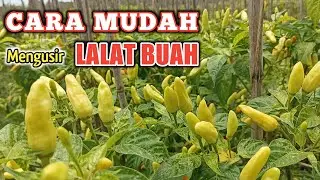 Cara Mudah Mengatasi Serangan LALAT BUAH pada Cabai
