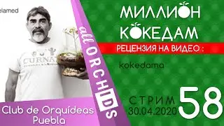 #МИЛЛИОНКОКЕДАМ-58 Рецензия: kokedama